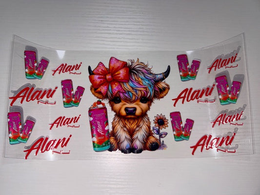 Highland cow Alani